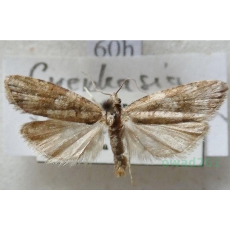 Cnephasia stephensiana (Doubleday, 1849) Czech60h